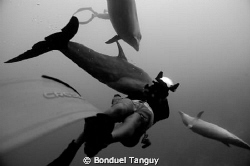 The great Dolphin in the Tiputa pass of Rangiroa (Tursiop... by Bonduel Tanguy 